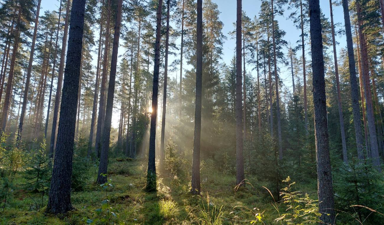 Metsäpalvelu Kytöharju Oy & MetsäPeikko Oy-hero-background