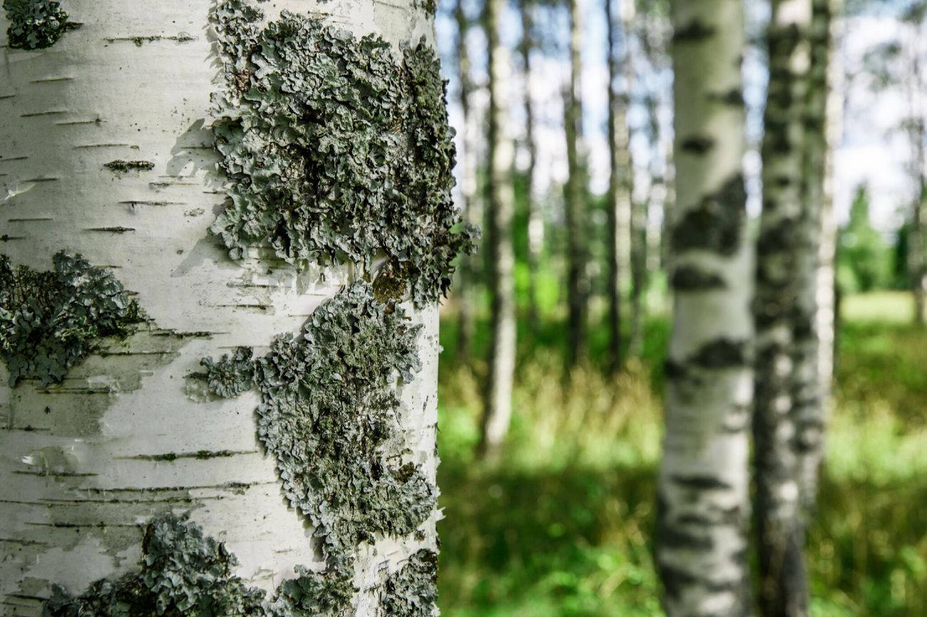 Riga Wood-hero-background